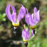 IMG_0918