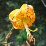 IMG_1744