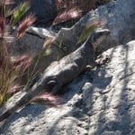 IMG_8594