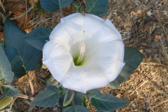 DSCN4285_resize