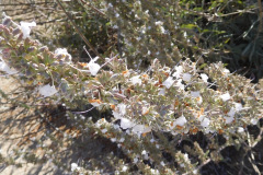 DSCN4305_resize