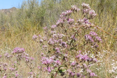 DSCN4318_resize