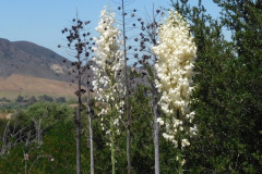 DSCN4320_resize