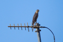 DSCN4324_resize