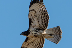 DSC_1033_resize
