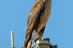 DSC_1074_resize