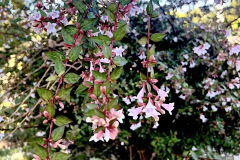 Chinese-flower_resize