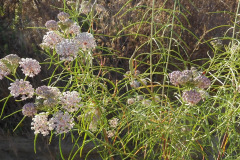 DSCN2670_resize