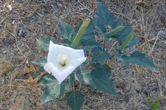 DSCN2675_resize