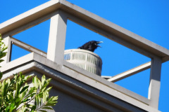 DSCN2679_resize