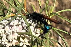 terantula-hawk-3_resize
