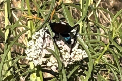 terantula-hawk-4_resize