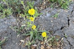 yellow-daisy_resize