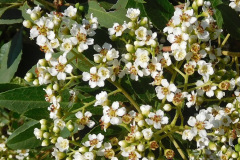 DSCN4405_resize