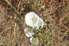 DSCN4409_resize