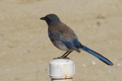 DSCN4420_resize
