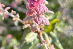 IMG_1876_resize