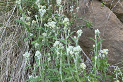 IMG_1878_resize