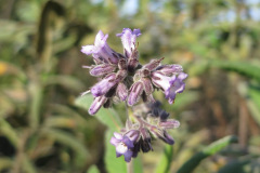 IMG_4116_resize