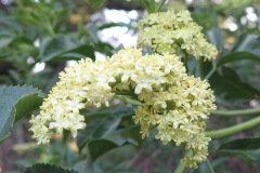 IMG_4121_resize