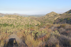 IMG_4238_resize