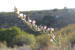 IMG_4245_resize