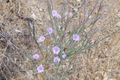 DSCN3004_resize