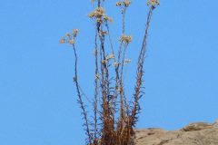 DSCN4632_resize