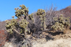 DSCN4645_resize