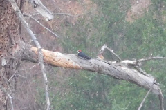 DSCN4999_resize