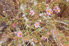 DSCN5003_resize