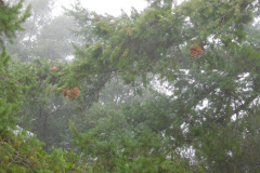 DSCN5019_resize