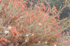 DSCN5021_resize