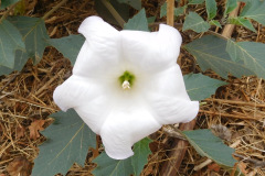 DSCN5029_resize