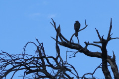 IMG_4023_resize