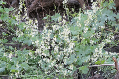 IMG_4128_resize