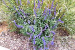 DSCN2485_resize