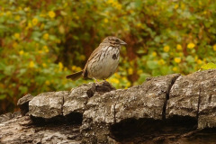 DSCN2497_resize