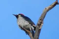 DSCN4520_resize