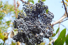 DSCN4527_resize