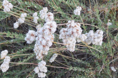 DSCN4544_resize