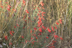 IMG_3882_resize