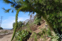 DSCN3337_resize