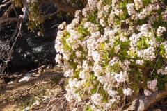DSCN3342_resize