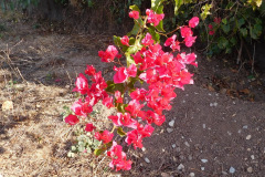 DSCN3343_resize