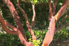 IMG_1972_resize