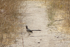 IMG_1974_resize