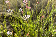 scarlet-beeblosom_resize