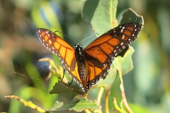 IMG_3822_resize