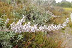 DSCN2360_resize